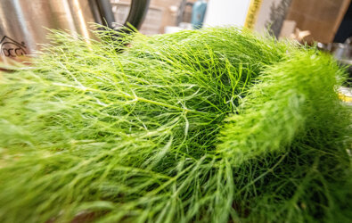 Foglie di finocchio fresco in cucina tradizionale