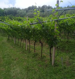 Vigneto di un'azienda agricola biologica con rigogliose viti verdi a Pranzo di Tenno Vigneto di un'azienda agricola biologica con rigogliose viti verdi a Pranzo di Tenno
