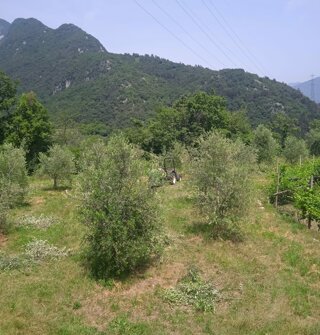 Vigna con ulivi e colline sullo sfondo, natura dell'azienda agricola biologica Pranzo di Tenno Vigna con ulivi e colline sullo sfondo, natura dell'azienda agricola biologica Pranzo di Tenno
