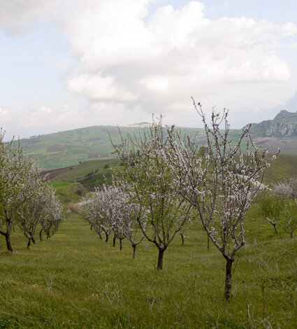 mandorla_vinciatutti.jpeg mandorla_vinciatutti.jpeg