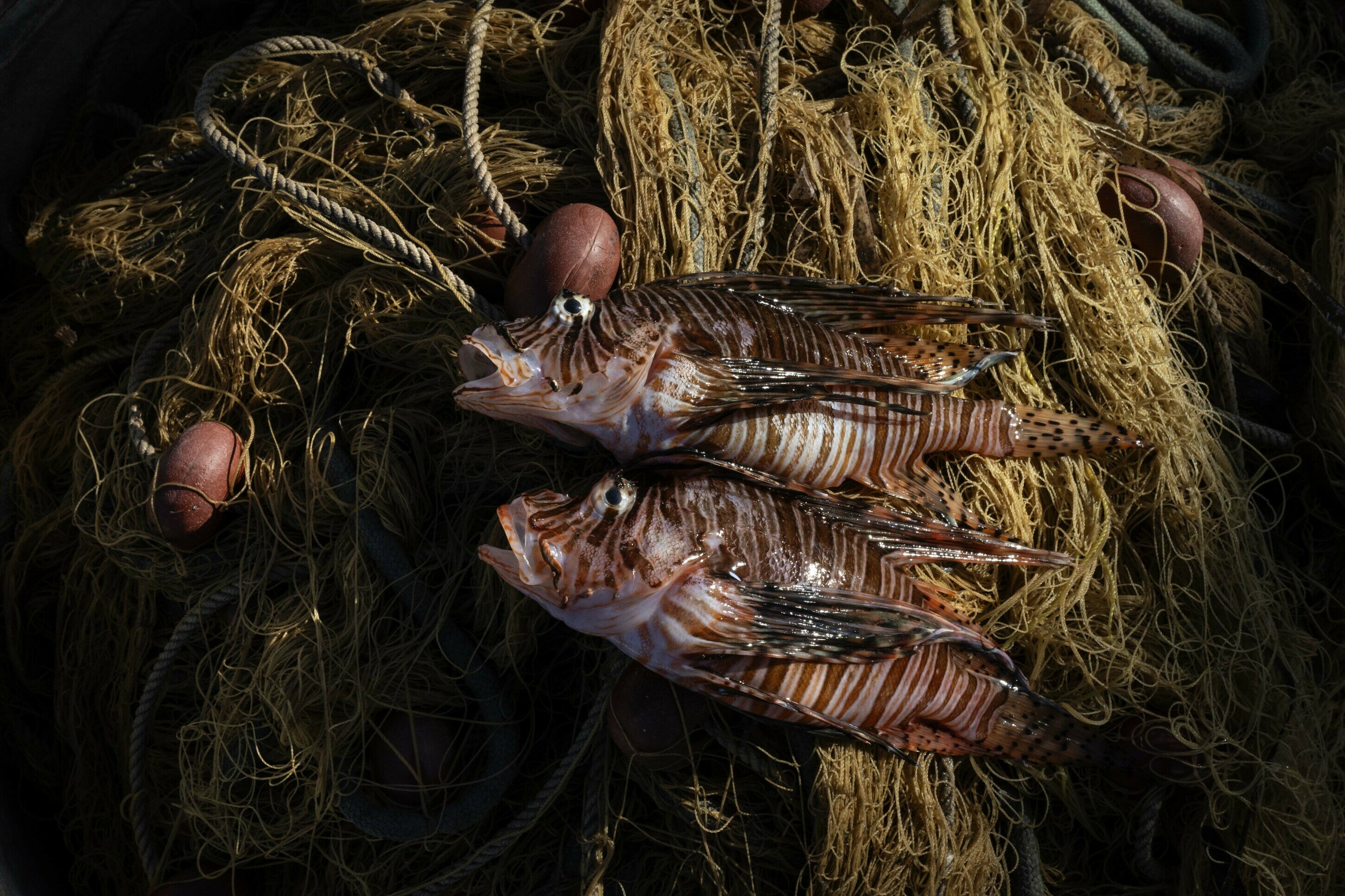 bef2024003g0087.jpeg bef2024003g0087.jpeg