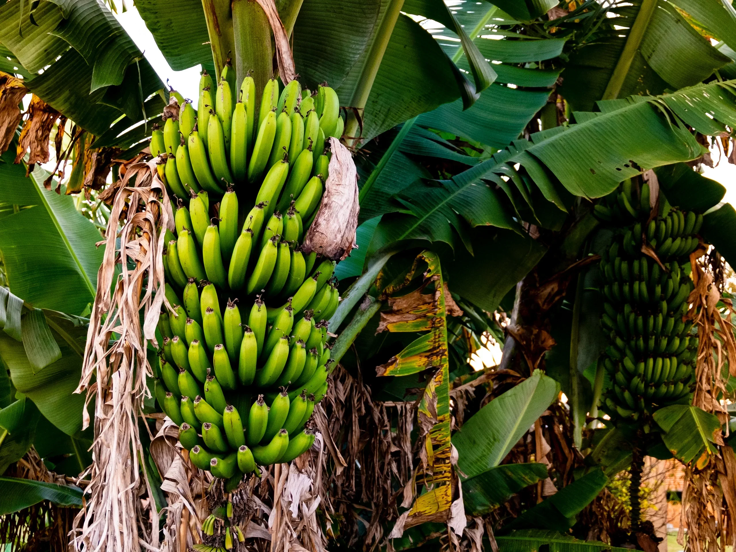 Avremo presto BANANE MADE IN SICILY?