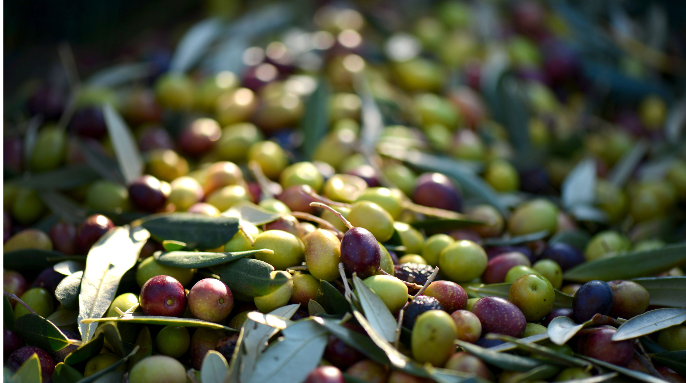 Olio italiano, il Ministro e il MASAF presentano il DAO: più tracciabilità e trasparenza nella filiera