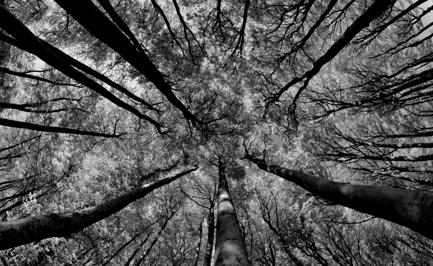 Deforestazione: rinvio operativo, obblighi confermati