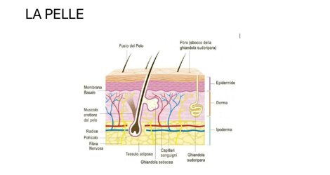 eyJpdCI6IlRSSUNPUElHTUVOVEFaSU9ORSBjb3JzbyBjb21wbGV0byBpbiA0IGxlemlvbmkgLSBVbml2ZXJzaXTgIFBvcG9sYXJlIEF2YWxvbiBBcHMgQ29yc28gTWVyaWRpb25hbGUsIDM5IE5hcG9saSAoTkEpIGNvbnRhdHRvIDM5MjAyMzc0MjMgLSAzOTIwMjM3NDI0IC0gZW1haWwgdW5pYXZhbG9uQGJsdS5pdCAtIGZheCAwODEuNTg0NDUyMyAifQ==
