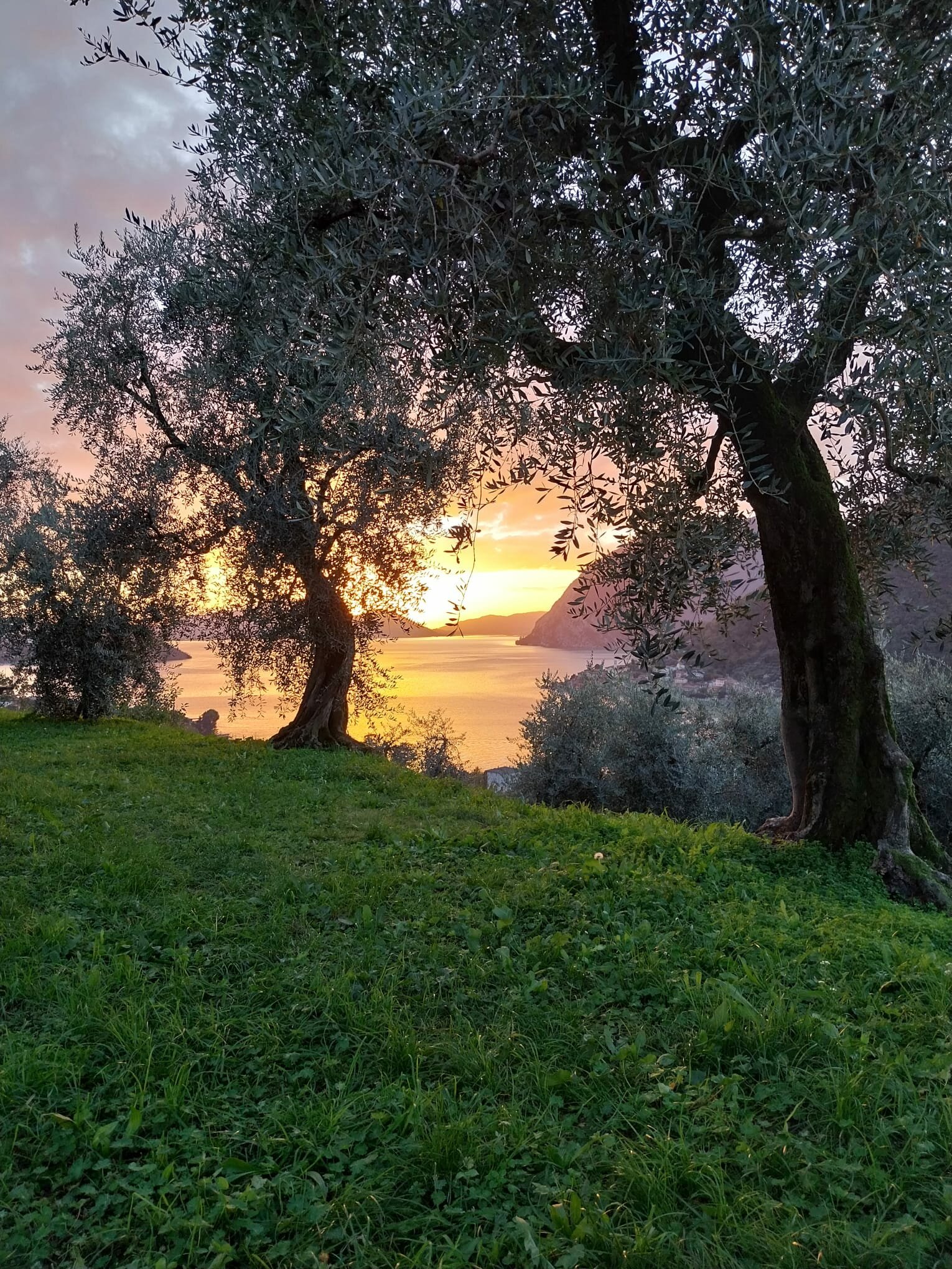 Oleicoltura Lago Iseo La Ruina
