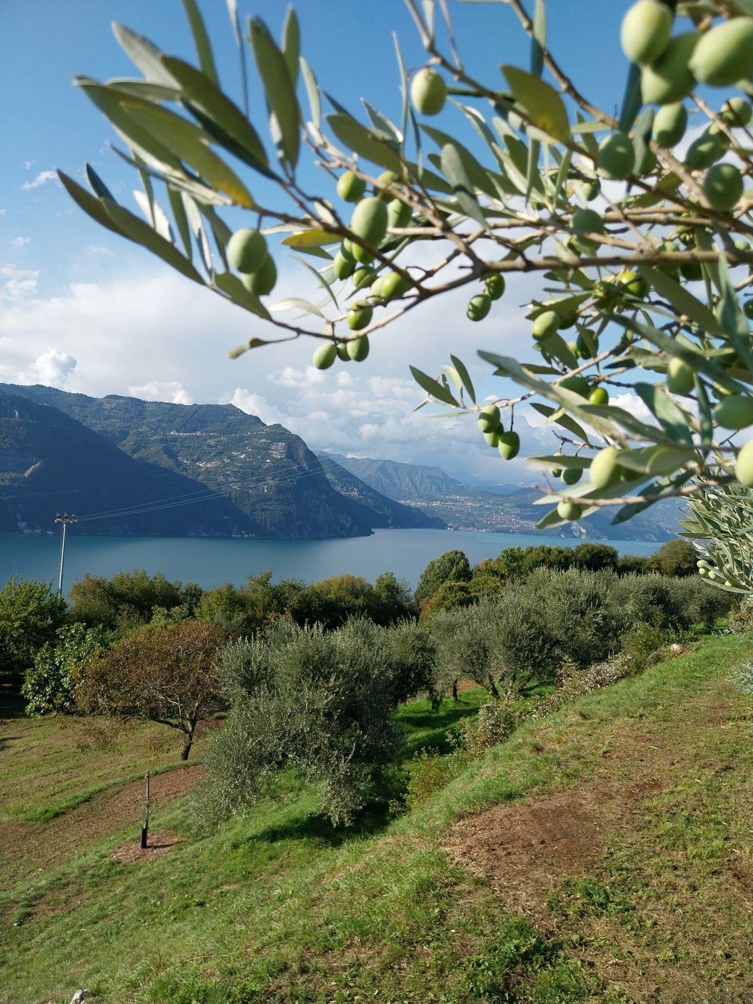 Oleicoltura Lago Iseo La Ruina