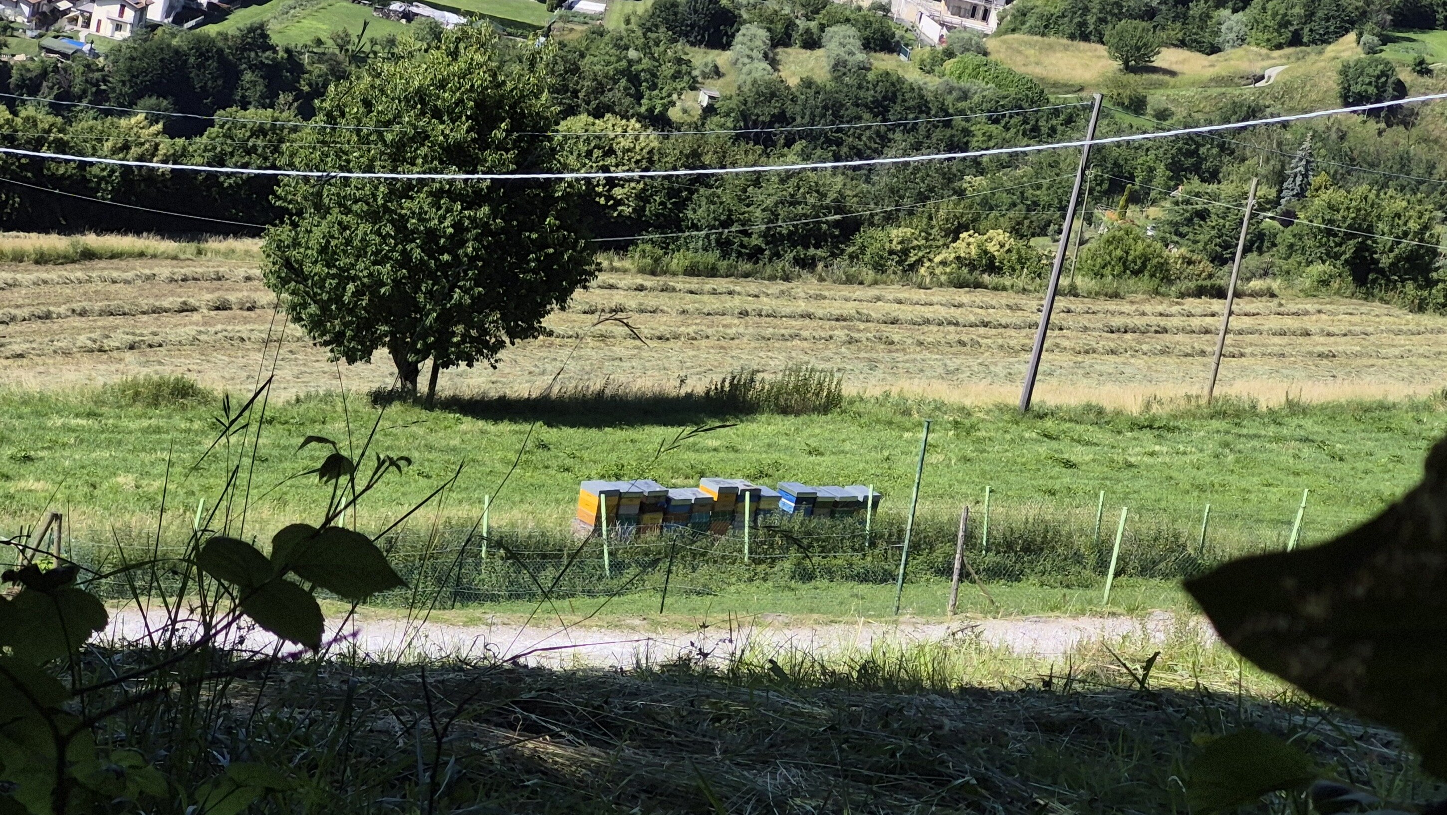 Apicoltura Lago di Iseo