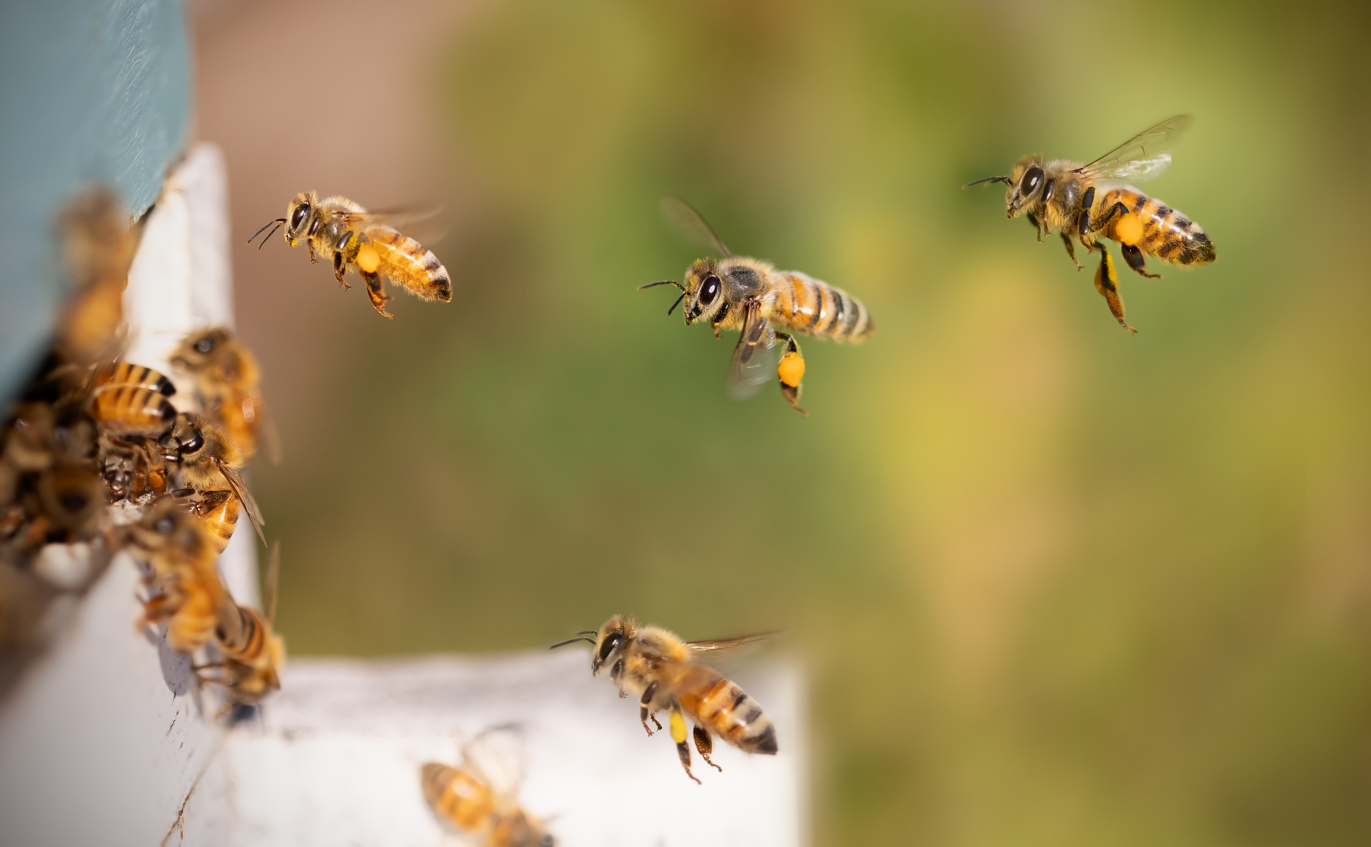 Beekeeping on Iseo Lake