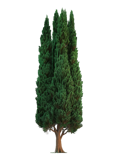 vecteezy_tall-cypress-tree-isolated_49238923