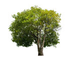 vecteezy_single-tree-isolated-on-white-background-with-clipping-path_44425121.jpeg