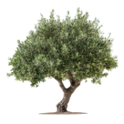 vecteezy_isolated-olive-tree-showcasing-its-distinctive-shape-and_57445379 vecteezy_isolated-olive-tree-showcasing-its-distinctive-shape-and_57445379