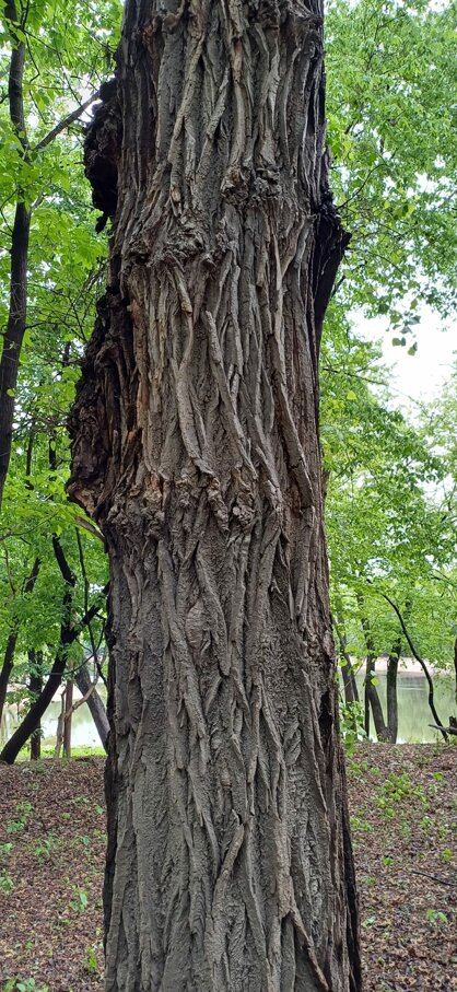 tronco.jpeg tronco.jpeg