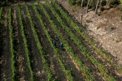 longarico012.jpeg longarico012.jpeg