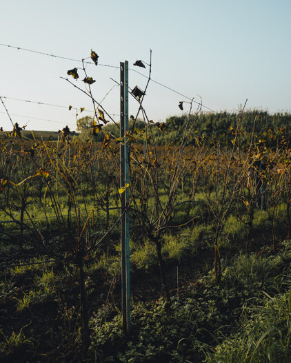 dsc07235.jpeg