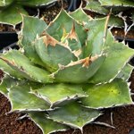agave-titanota