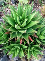 aloe-mitriformis