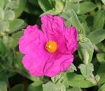 cistus-x-pulvurulentus