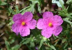 cistus-crispus