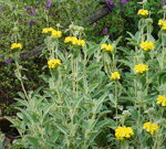 phlomis-fruticosa