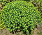 euphorbia-dendroides
