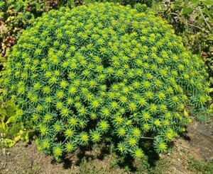 euphorbia-dendroides