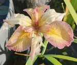 iris-louisiana-our-dorothy