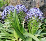 scilla-peruviana
