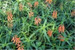 aloe-ciliaris