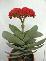 crassula-perfoliata-falcata