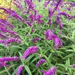 salvia-leucantha