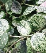 hoya-carnosa-var-mathilde-splash