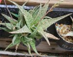 aloe-silver-ridge