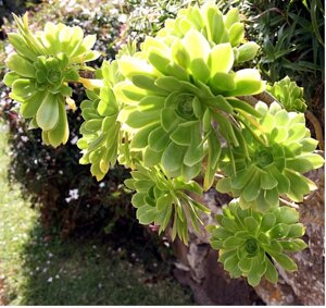 aeonium-arboreum