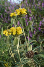 phlomis-fruticosa