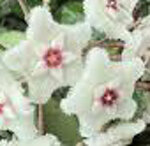 hoya-carnosa-var-mathilde-splash