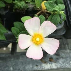 cistus-x-pauranthus-natacha