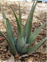 aloe-vera