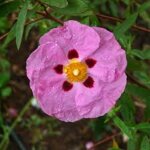 cistus-x-purpureus
