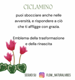 ciclamix