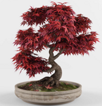 bonsai-di-acero-rosso