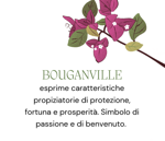 bouganvillea