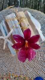orchidea-miltonia-large