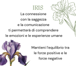 iris-viola