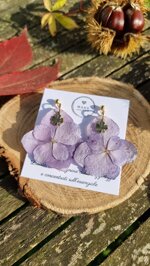 four-leaf-hydrangea