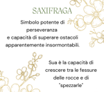 saxifraga