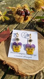 sun-pansy