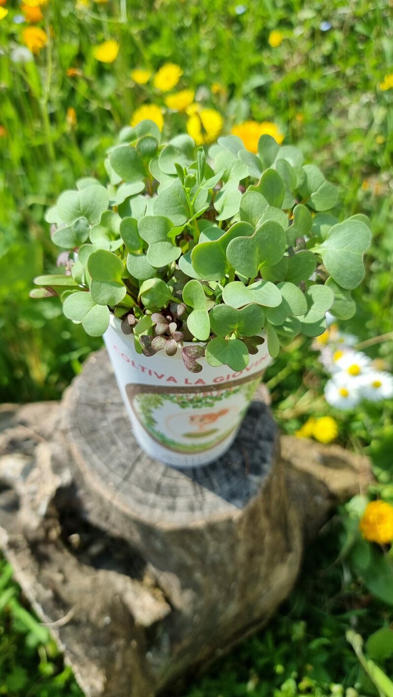 box microgreen 2.jpeg