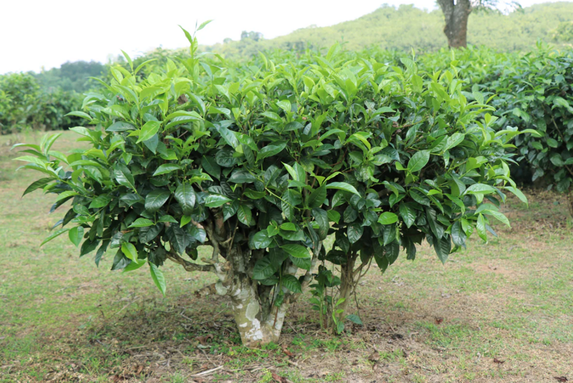 camelia sinensis