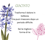 giacinto